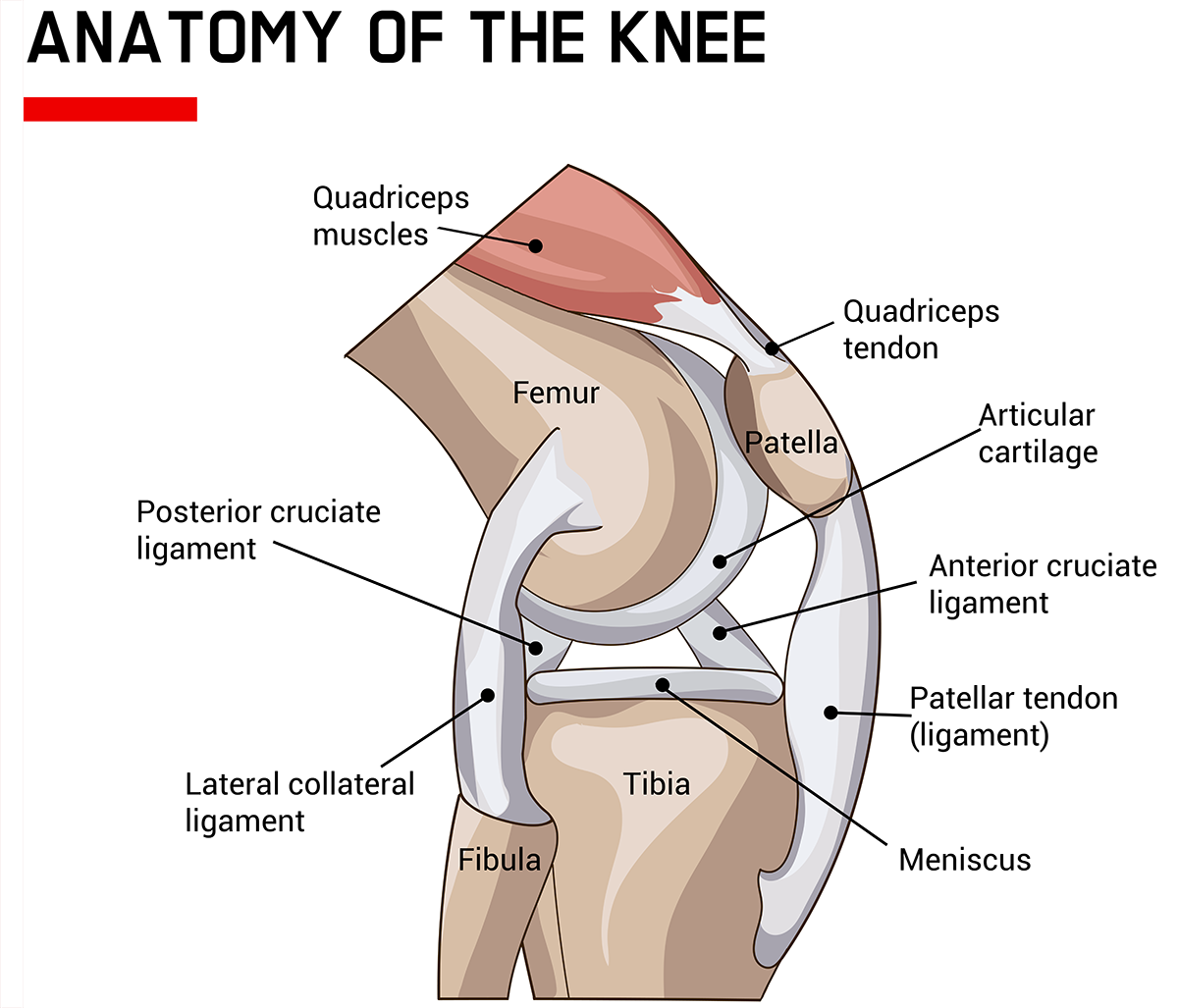 anatomy of the knee