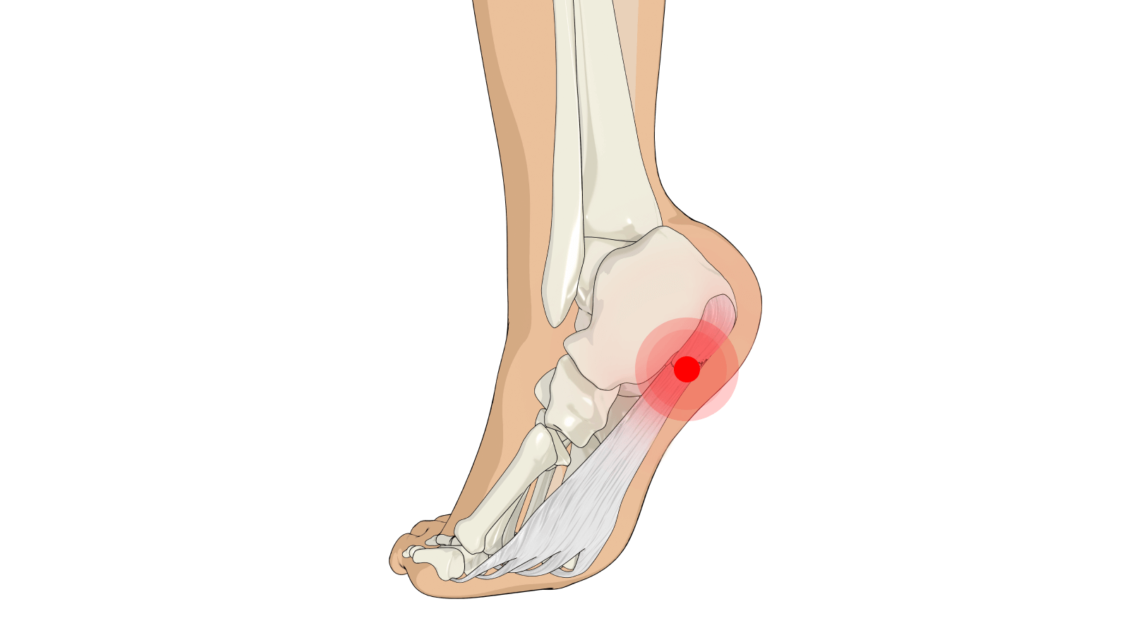 foot anatomy